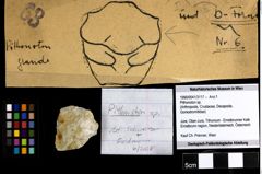 Foto (Objekt + Etiketten) von Pithonoton sp. 